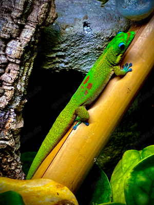 Biete Goldstaubtaggecko (Phelsuma laticauda)