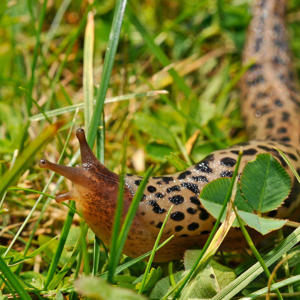 Tigerschnegel,Tigerschnecke,Tigernacktschnecke,BIO Schneckenfalle,Schneckenschutz,Schneckenabwehr