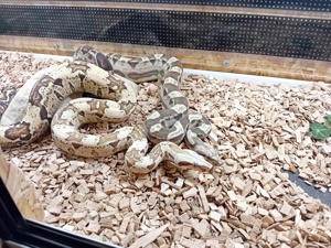 1.1 Boa Constrictor Imperator VPI + Albino und VPI+ Albino Motley