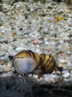 Aquariumschnecke gestreift (Asolene Spixi)