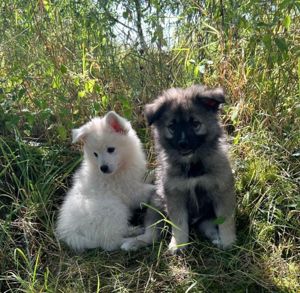 Großspitz Welpen mit Papieren Spitz Familienhund Spitzwelpen 