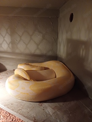 snow boa constrictor imperator 