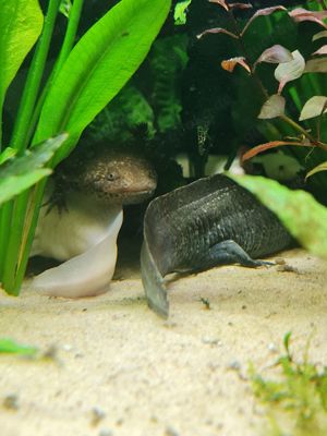 7 Axolotl abzugeben