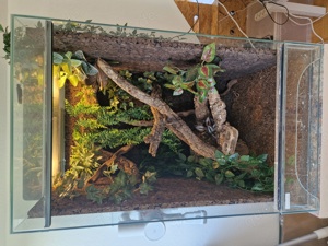 Kronengecko Pärchen +Terrarium 