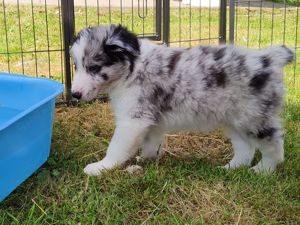 Reinrassige Border Collie Welpen 