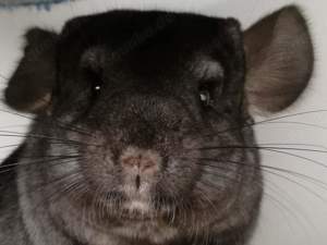 Chinchilla Weibchen sucht Altersruhesitz 