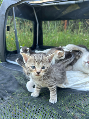 Kleine BKH-Kitten im Anmarsch!