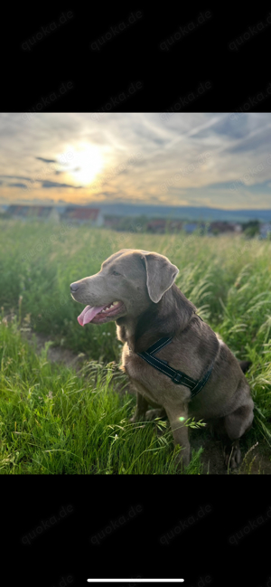 labrador silver 