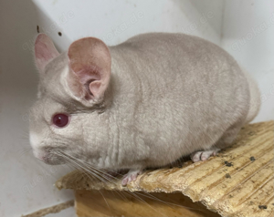 Chinchillas aus Auffangstation suchen Fürimmerzuhause