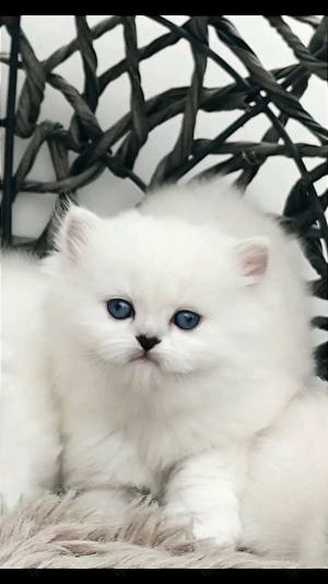 BKH BLH Katze Kater Kitten Katzenbaby mit Stammbaum 