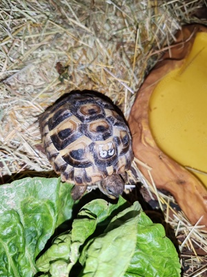 3 Griechische Landschildkröten