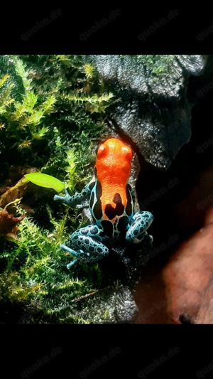 Ranitomeya und Oophaga Nachzuchten