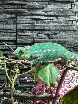Pantherchamäleon Babys
