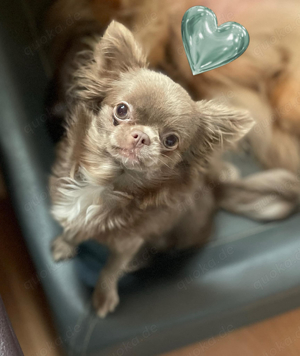 Reinrassige Chihuahua Hündin sucht neues Zuhause 