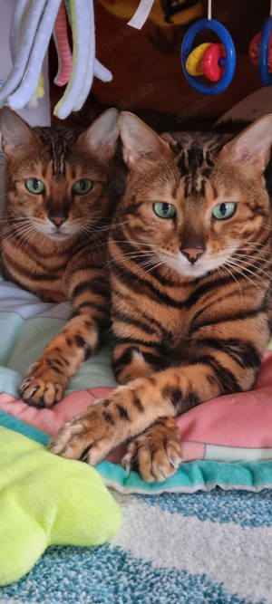 2 Bengal Katzen in Liebevolle Hände abzugeben