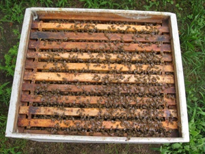 Bienen Bienenableger