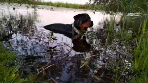 Rottweiler Deckrüde