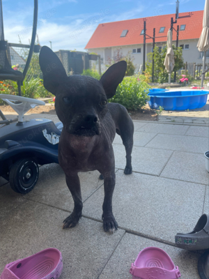 Nackthund Französiche Bulldogge x Chinesischer Schopfhund (chinese crested)