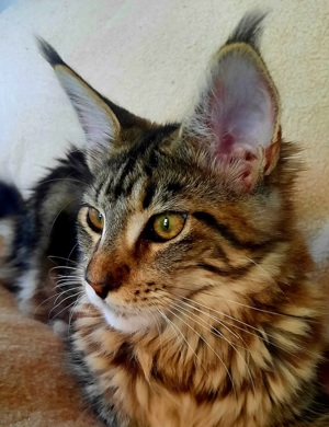 Maine Coon Kitten weibl. mit Stammbaum