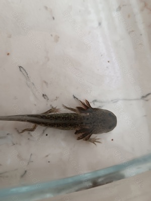 Junge Axolotl-Babys suchen neues Zuhause