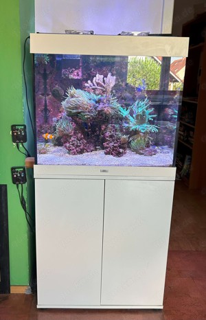 Komplettes 250L Meerwasser Aquarium zu verkaufen