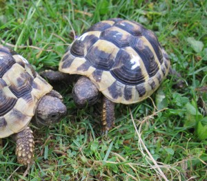 Griechische Landschildkröten von 2022