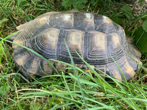 Breitrandschildkröte Testudo marginata NZ 2018, 2012