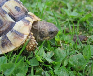 Griechische Landschildkröten von 2023