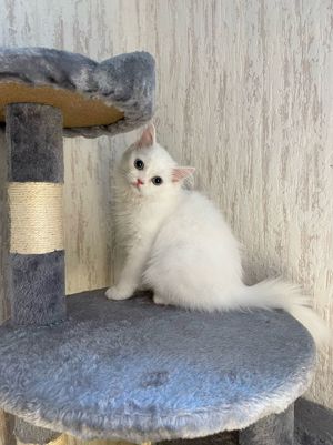 3 Monate alte katze sucht ein zuhause angora britich kurtzha