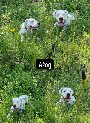 Dogo Argentino