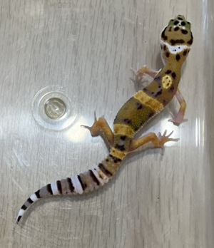 0.1 Leopardgecko aus 2023