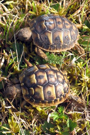 Griech. Landschildkröten, Testudo hermanni hermanni