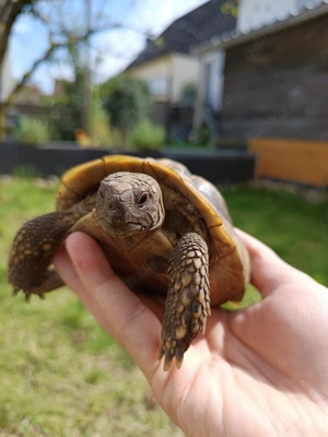 Griechische Landschildkröten, Testudo Hermanni aus dem Jahr 2017