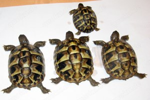 Griechische Landschildkröten, Testudo hermanni boettgeri