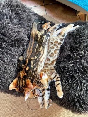 Exclusive - Dressycats - Bengal - Kitten - LEO und LOTTE suchen Kuschelpersonal