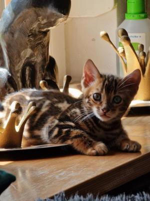  Exclusive - Dressycats - Bengal - Kitten - LEO und LOTTE suchen Kuschelpersonal