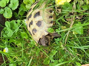 Vierzehenschildkröte, Testudo horsfieldii, russische Landschildkröte