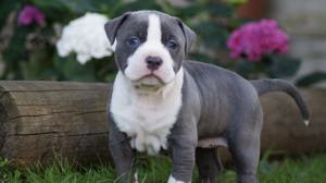 American Bully XL Welpe