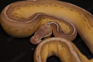 1.0 python regius black pastel lesser het. clown