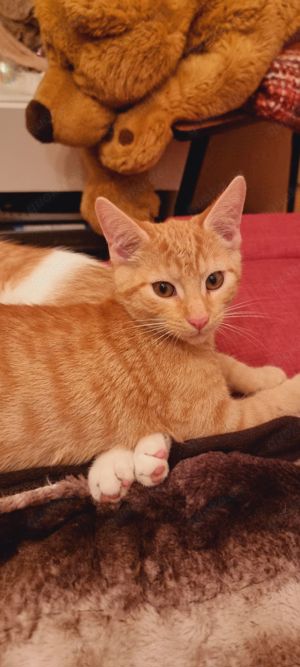 RESERVIERT Kater jung Orange 