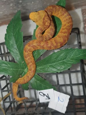 Atheris squamigera 