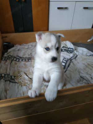 Husky Luna