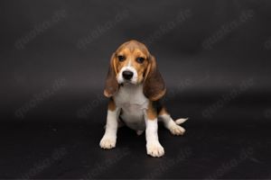 Beagle