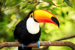 Costa Rica Rundreise nur 2499 Euro inkl. Flug !