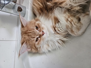 Main Coon abzugeben