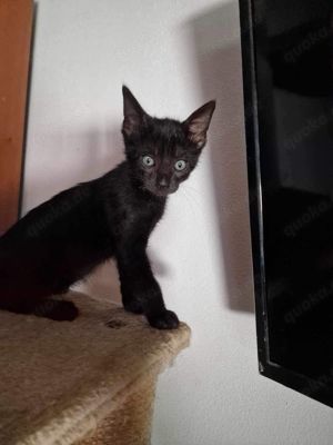 Wim möchte in sein Zuhause Bild 8