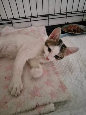 Winie sucht einen Ort zum Bleiben Bild 7