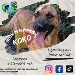 Junghund Koko wurde als Welpe ausgesetzt