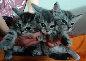 Main Con Kitten Mix katzen