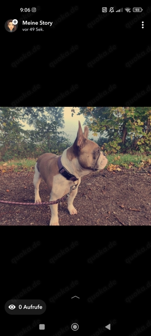 Französische Bulldogge ABZUGEBEN